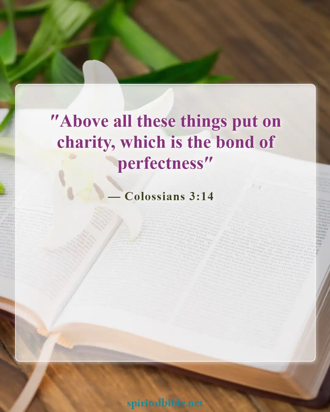 Bible Verses About Finding Your Soulmate (Colossians 3:14)