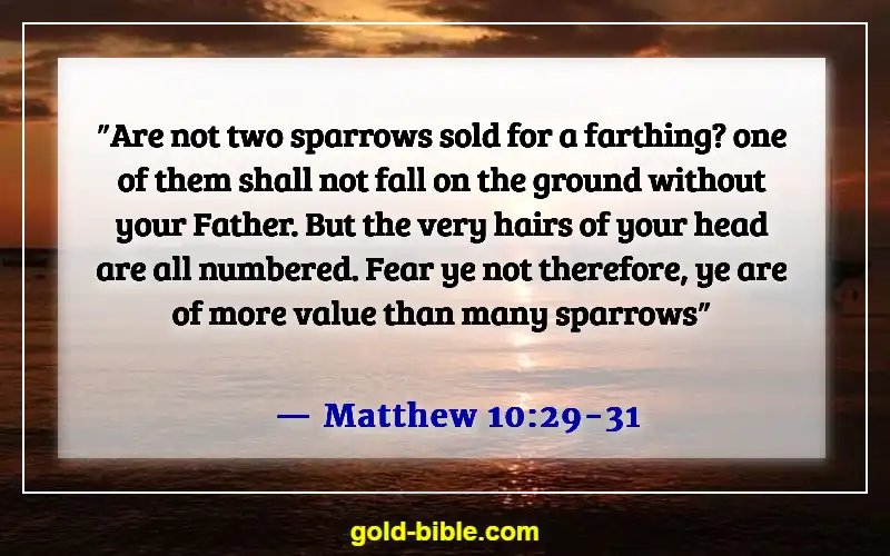 Bible Verses About Respect For Human Life (Matthew 10:29-31)